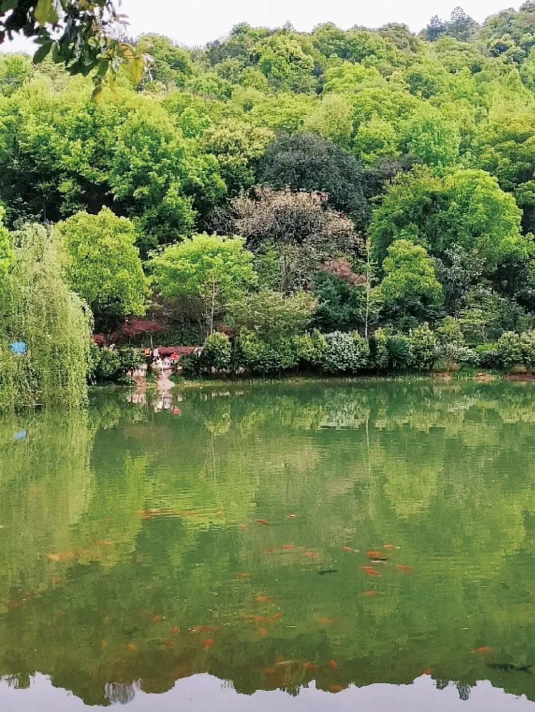 圖片